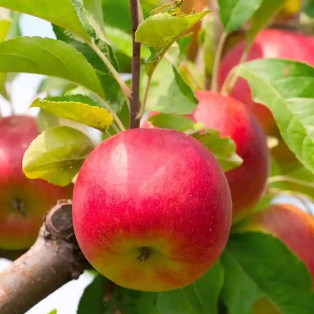 Apple Harmon 99